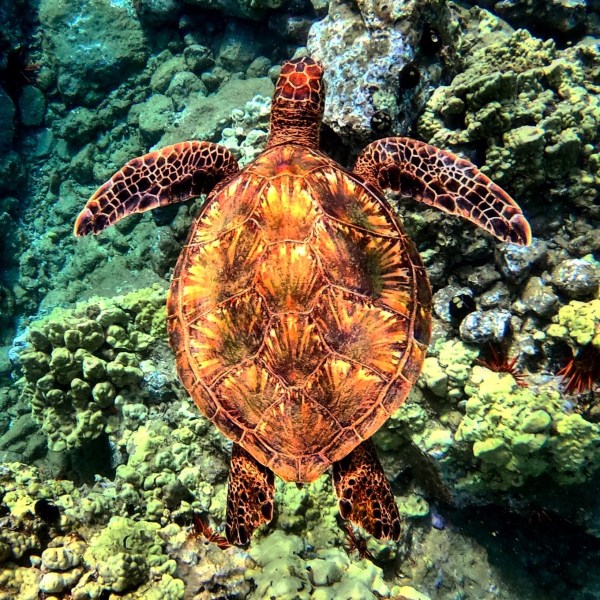 a turtle swimming under water