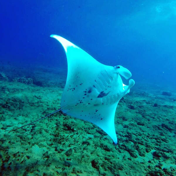 a fish swimming under water