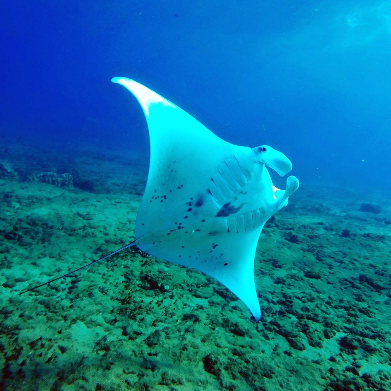 a fish swimming under water