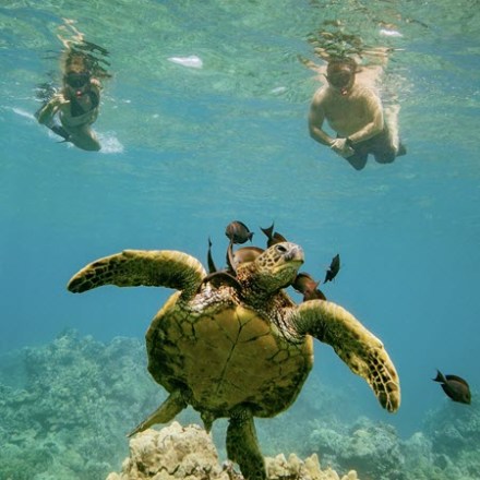 Snorkelling At Molokini Crater