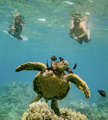 Snorkelling At Molokini Crater