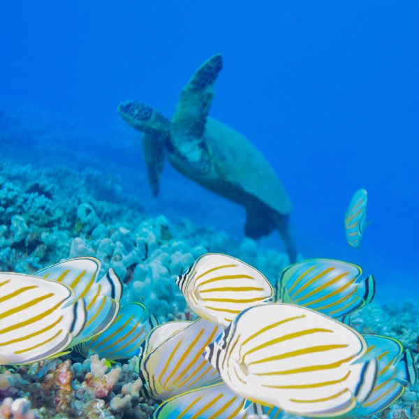 a group of fish in the water