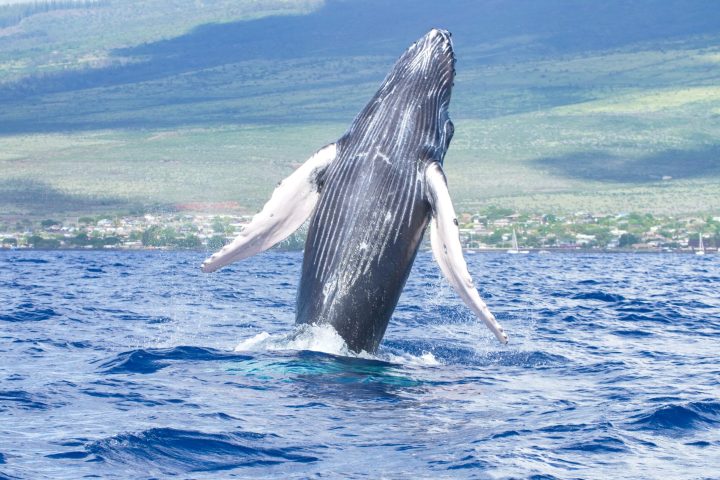 Guide to Whale Watching Tours in Maui: What to Expect and How to Prepare