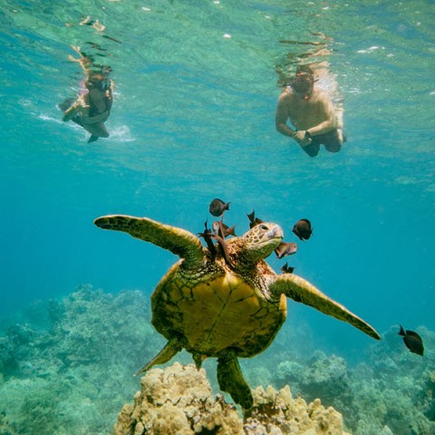 Turtle Town Snorkeling