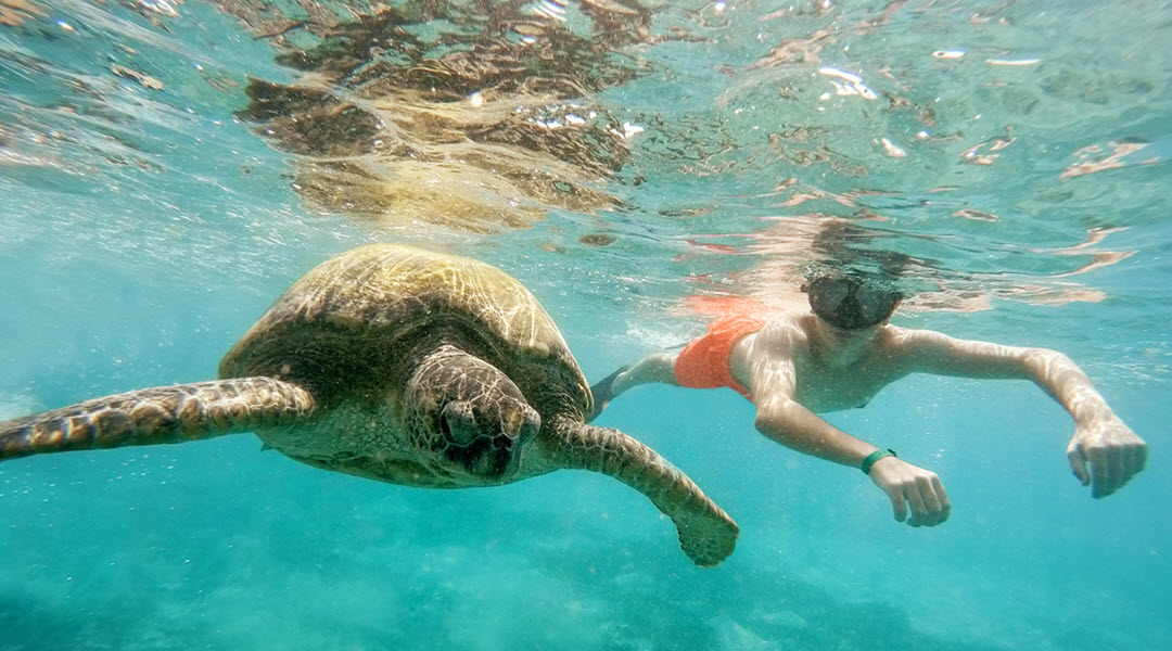 Young Boy Snorkeling with Green Sea Turtle