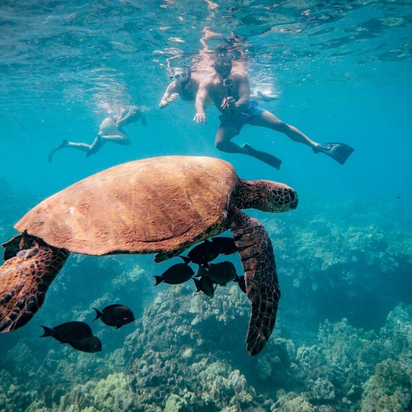 Molokini Crater Snorkel Tours in Maui - Makena Coast Charters