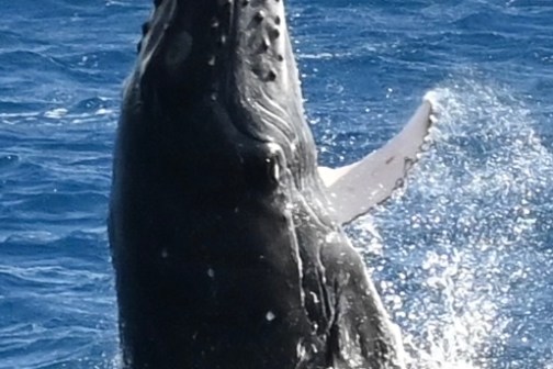 Humpback whale breaching out of the ocean water with splashes around.