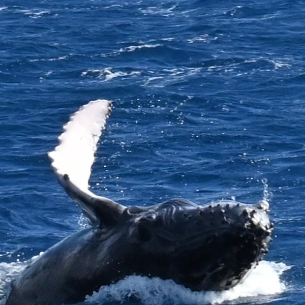 Humpback whale breaching with one flipper raised out of the water.