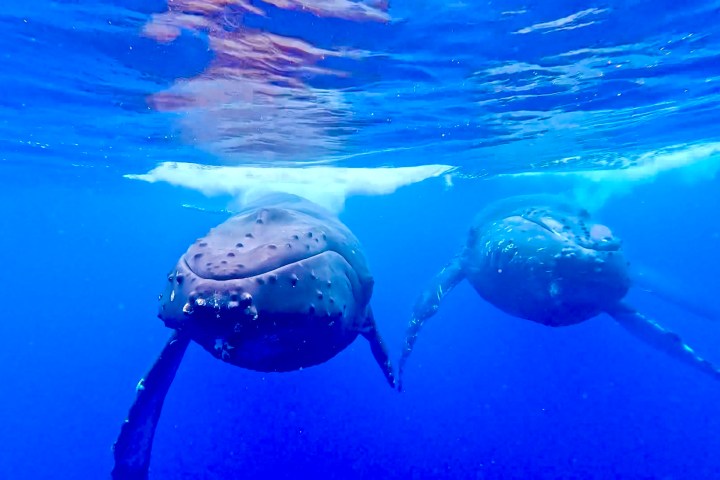 Two whales swimming side by side underwater in clear blue ocean.
