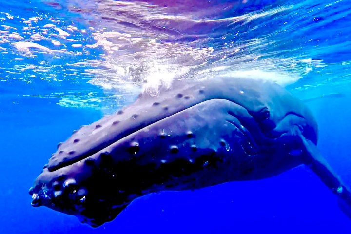 A humpback whale swims underwater, close to the surface in clear blue ocean.