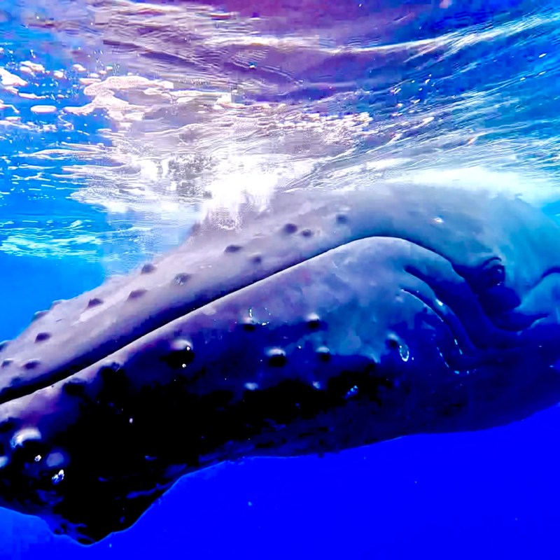 A humpback whale swims underwater, close to the surface in clear blue ocean.