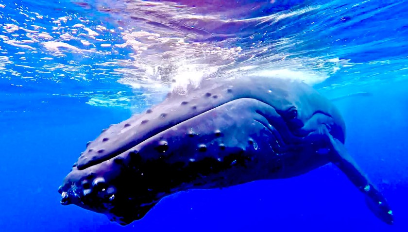 A humpback whale swims underwater, close to the surface in clear blue ocean.