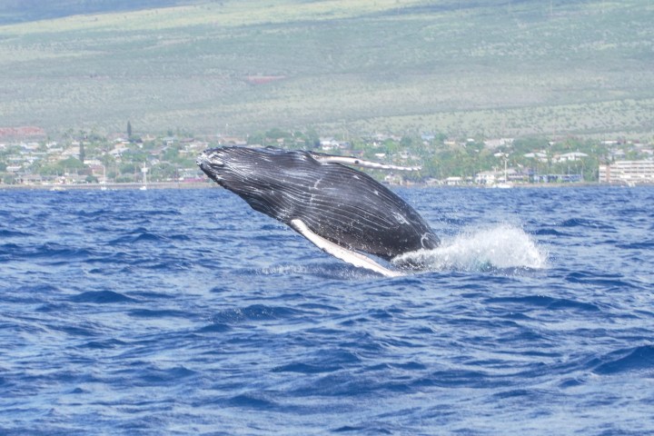 A whale breaching the water near a coastline with hills in the background.