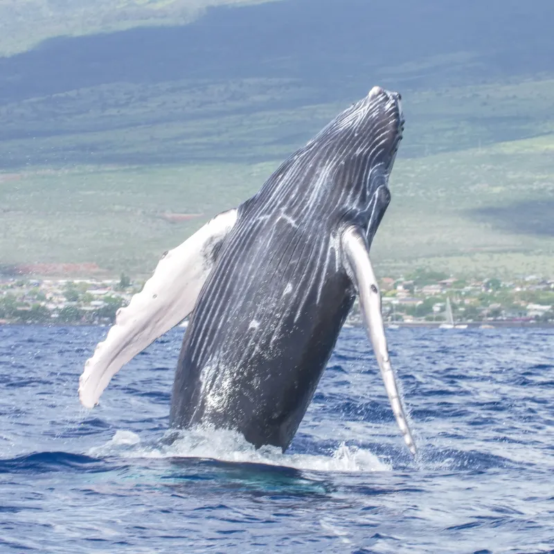 Humpback whale breaching near the water's surface with a mountainous background.