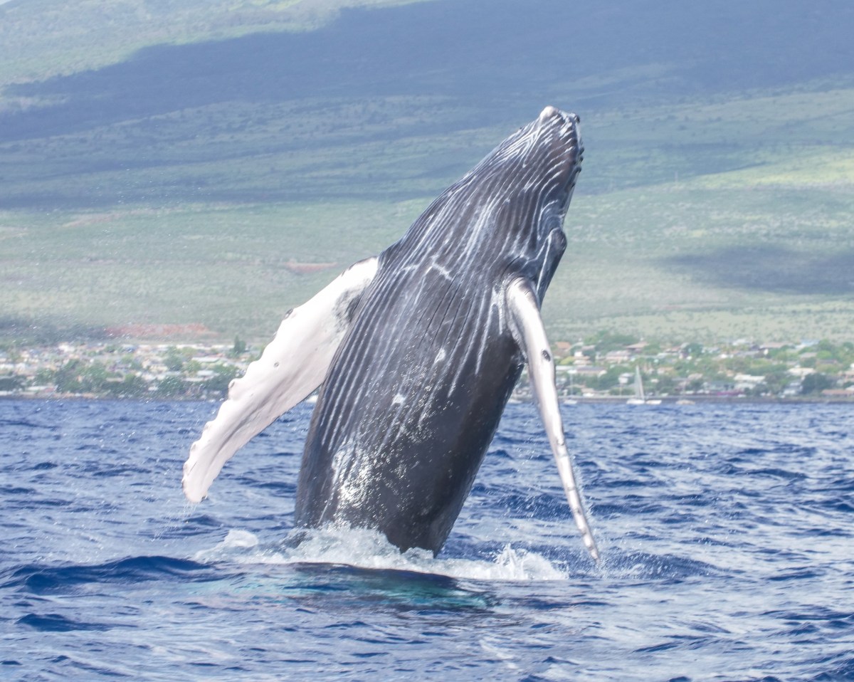 Humpback whale breaching near the water's surface with a mountainous background.
