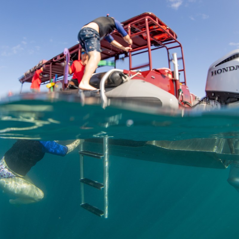 Person climbing a ladder on a boat in the ocean with a Honda engine visible.