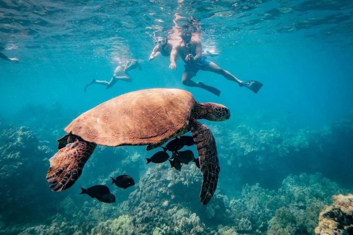 Snorkelers swim near a sea turtle and fish in clear blue water above a coral reef.