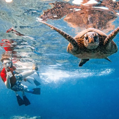 Person snorkeling underwater near a swimming sea turtle.