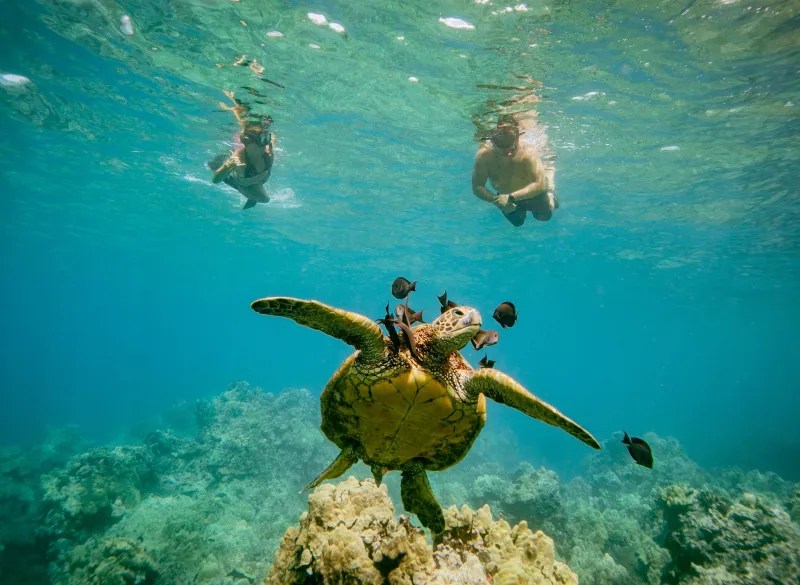 Sea turtle swimming underwater with fish, two snorkelers above.