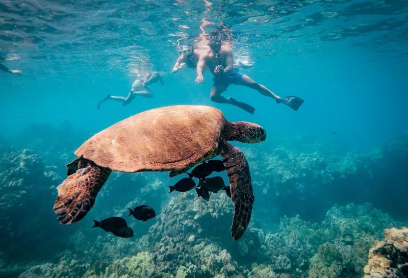 Swimmers snorkel near a large sea turtle and fish underwater.