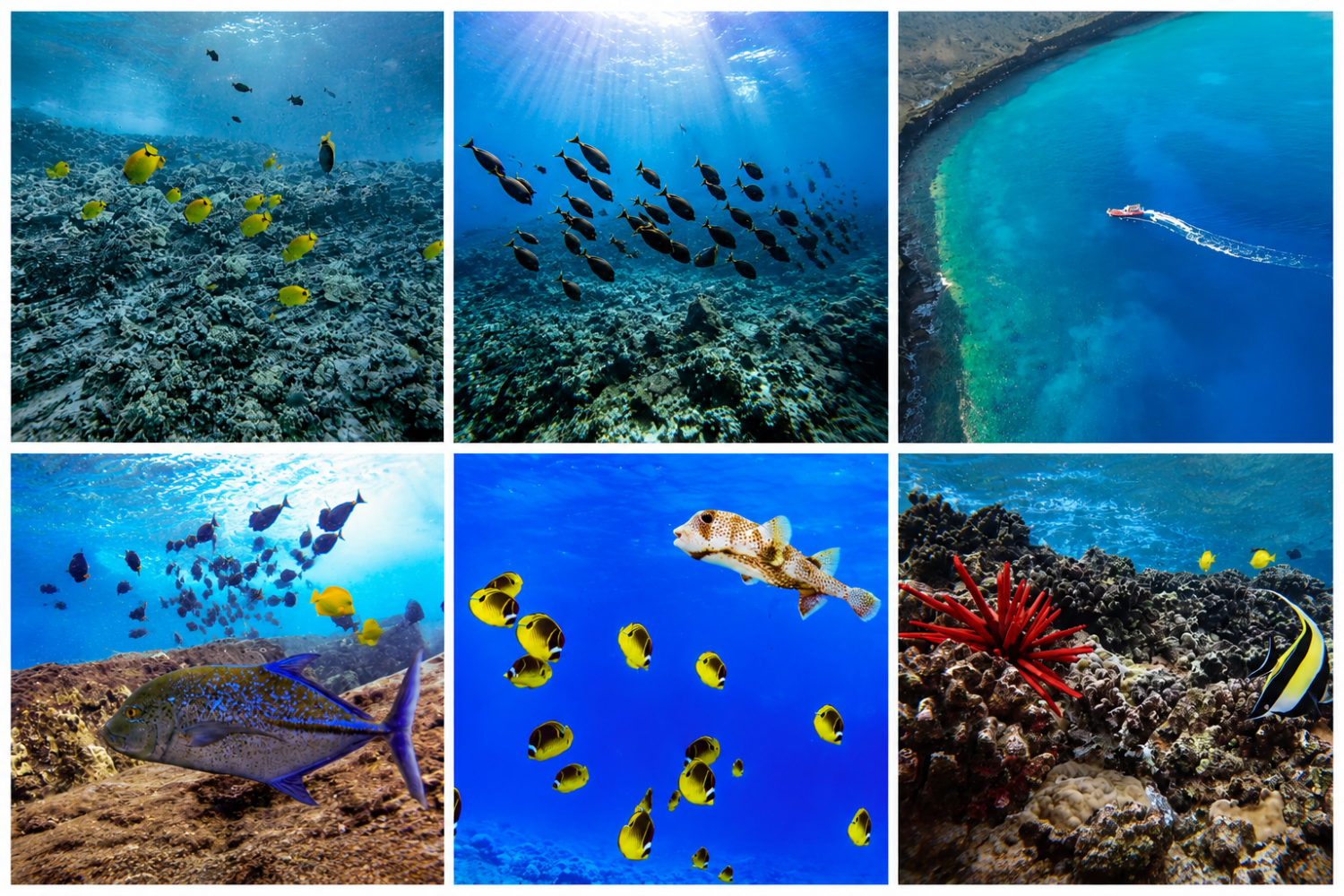 Collage of vibrant underwater scenes with fish, coral, and a boat on blue water surface.