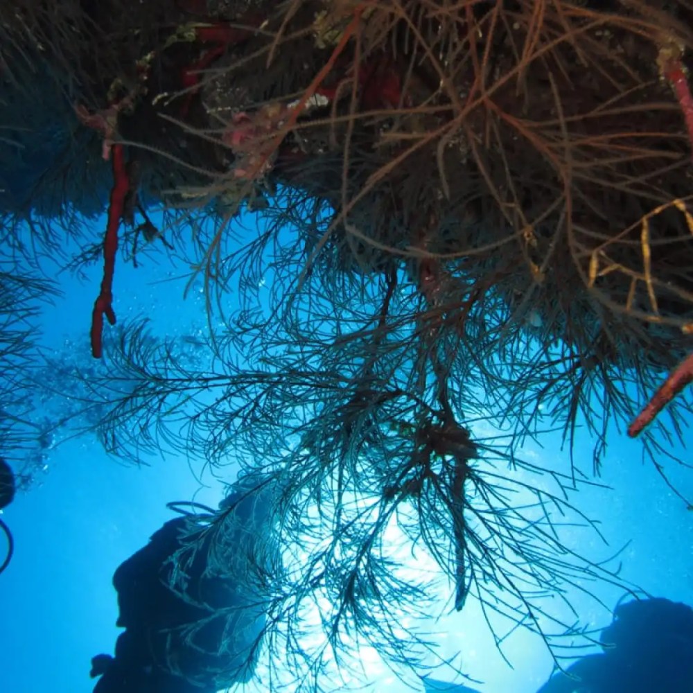 Underwater scene with sunlight filtering through seaweed and blue water.