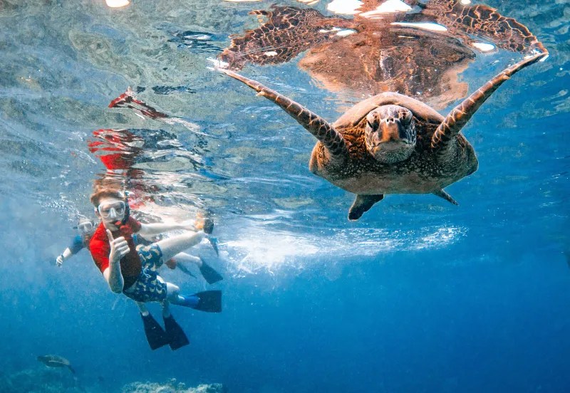 Snorkeler and sea turtle swimming underwater in clear blue ocean.
