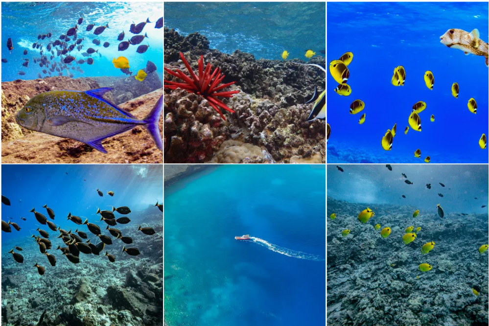 Collage of six underwater scenes with various fish, coral, and a swimmer.