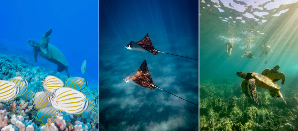 Collage: Sea turtle swim, two rays underwater, turtles with snorkelers above coral.