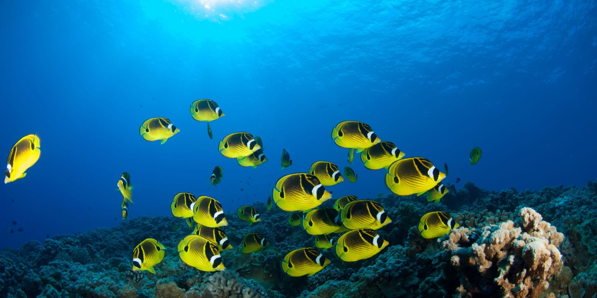 School of yellow fish swimming over coral reef in clear blue water.