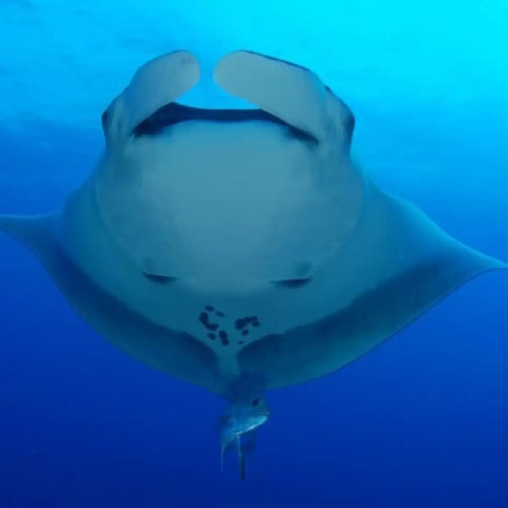 A manta ray swimming underwater, viewed from below.
