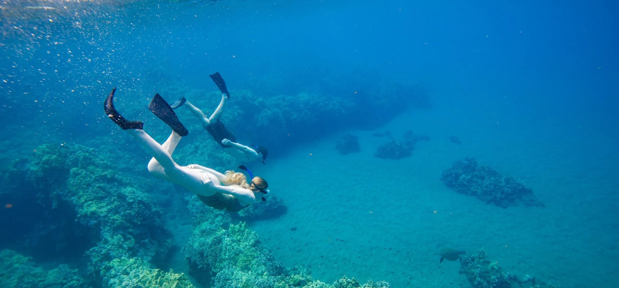 Person snorkeling underwater above coral with flippers and mask.