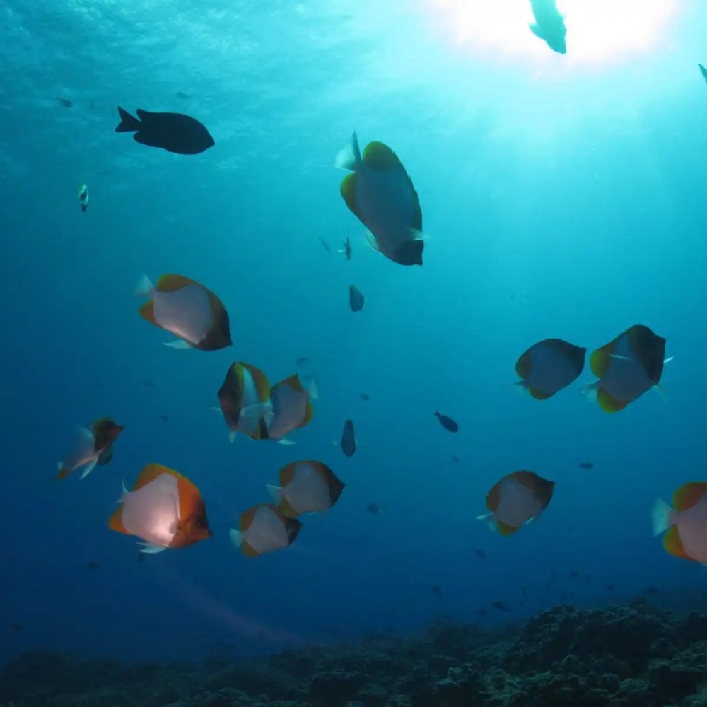 Colorful fish swimming in a sunlit underwater scene.