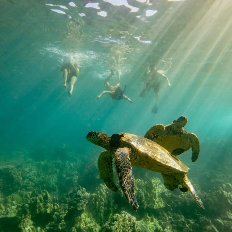 Sea turtles swimming underwater with snorkelers above, sunlight streaming through the water.