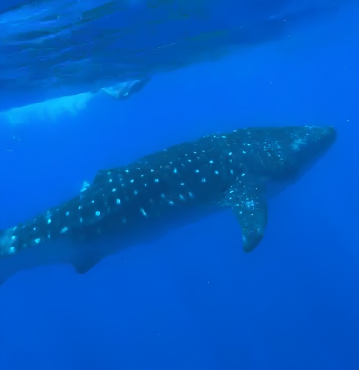 Whale shark swimming in blue ocean water.