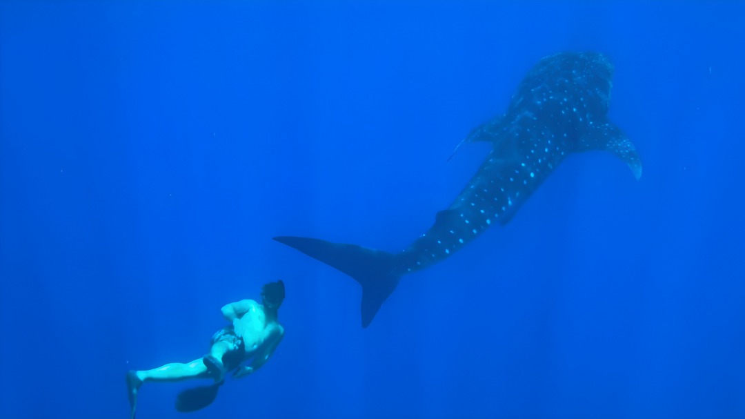 Swimmer near a large whale shark in blue ocean water.