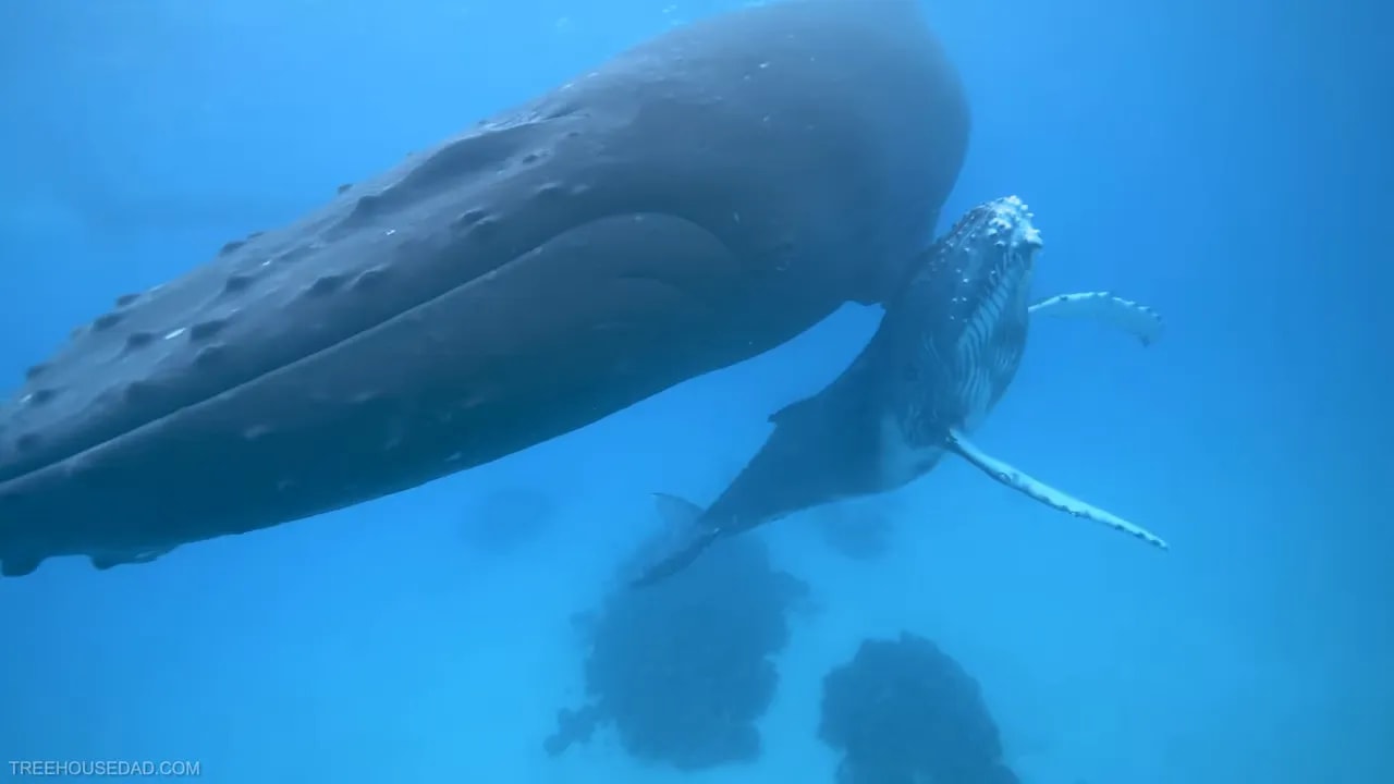 Adult humpback whale swimming beside a smaller calf underwater