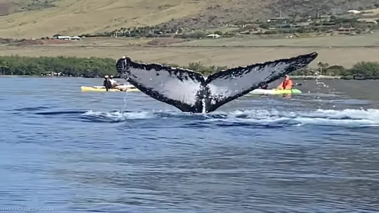 Humpback whale tail held high above choppy ocean water