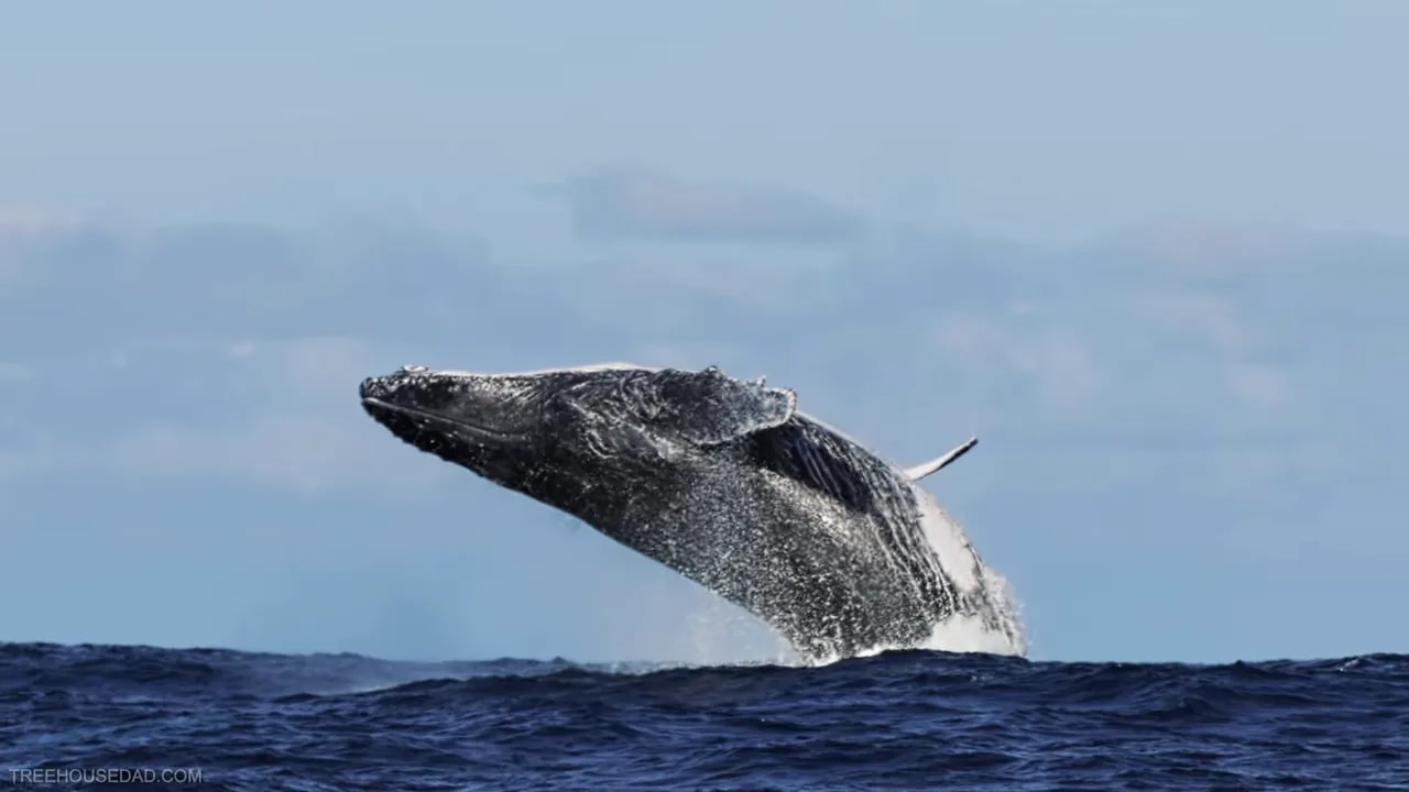 Humpback whale leaping above dark blue ocean water
