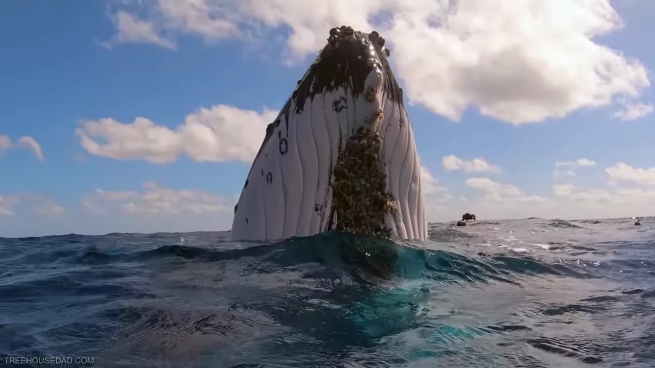 Humpback whale rising vertically with head above ocean surface