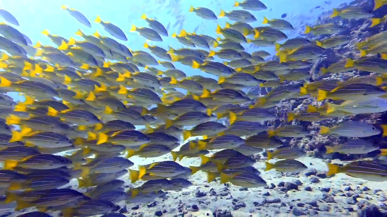 Dense school of yellow bluestripe snappers with blue horizontal stripes