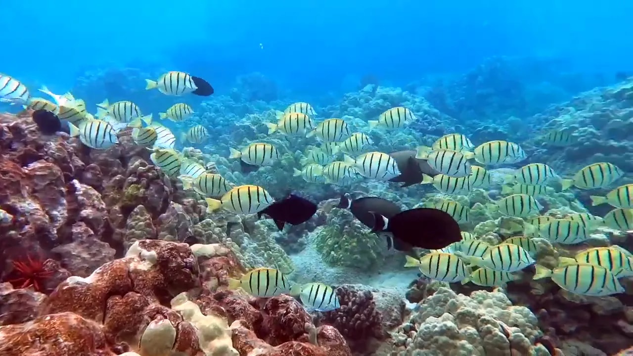 Large school of striped convict tangs swimming above a coral reef