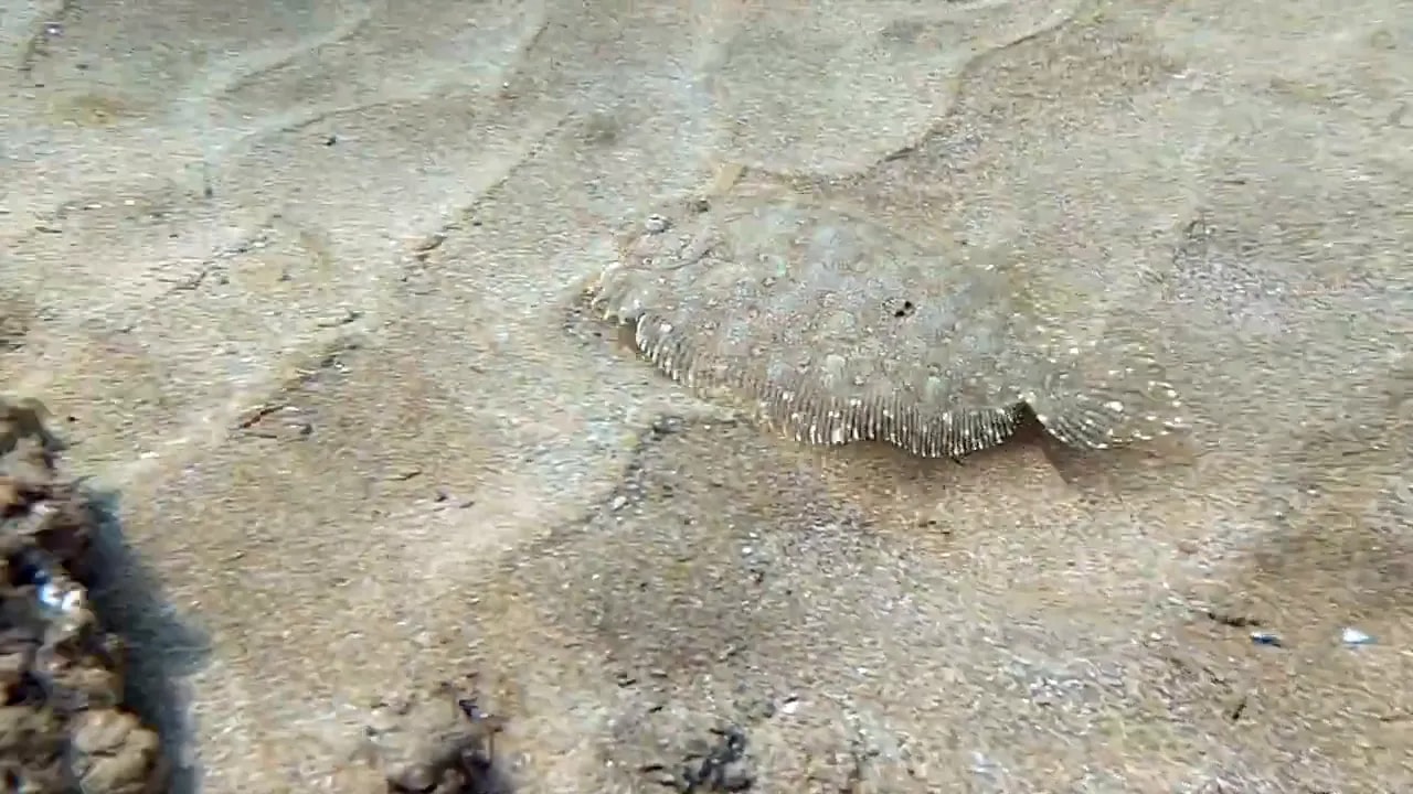 Peacock flounder resting camouflaged on the sandy seabed