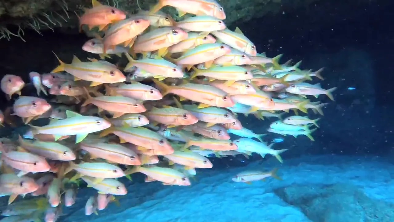 Yellow-striped goatfish using barbels to search across the sandy seafloor