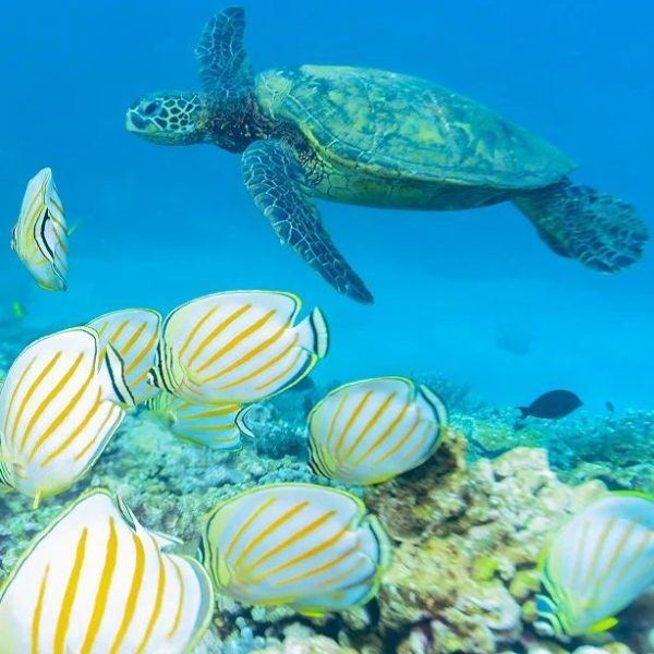 Green sea turtle over a coral reef with Moorish idol fish, Maui, Hawaii