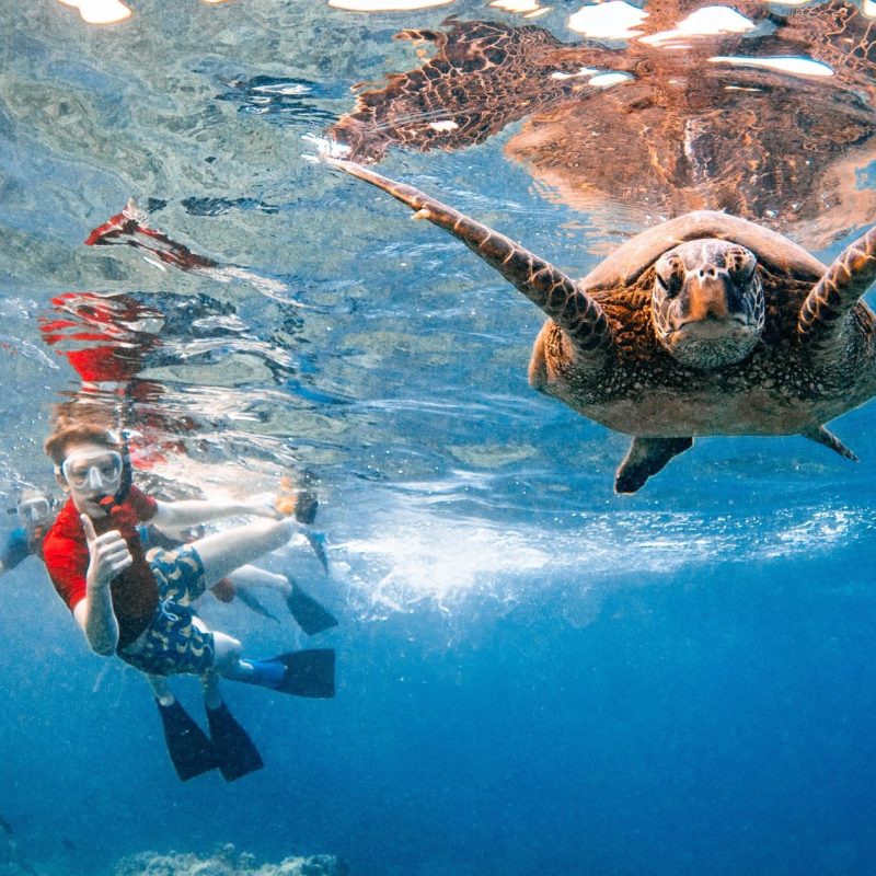 Green sea turtle swimming head-on toward a snorkeler at Turtle Town, Maui