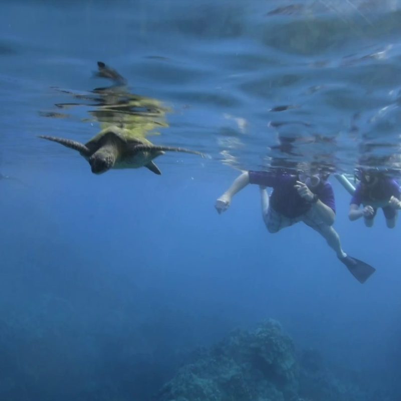 Green sea turtle near the ocean surface with snorkelers watching, Maui