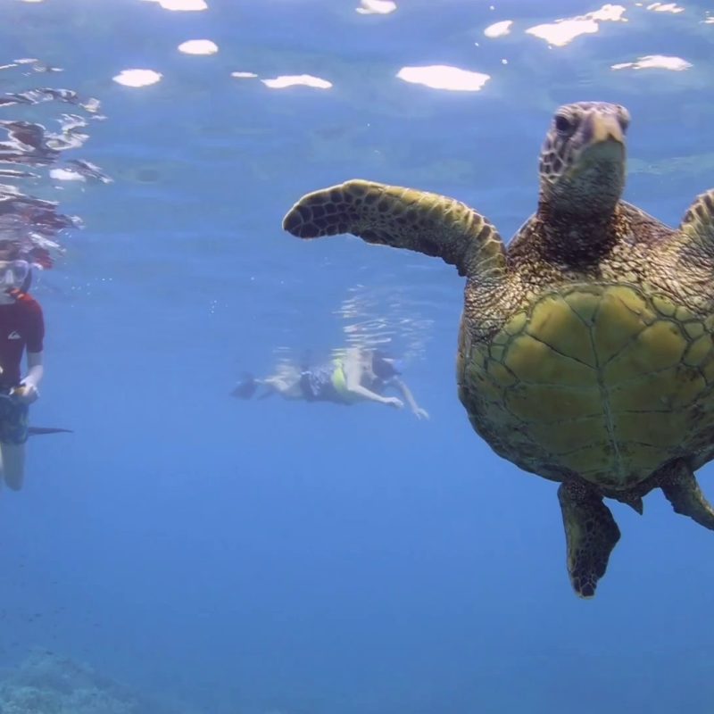 Close-up of a Hawaiian green sea turtle (honu) swimming toward the camera at Turtle Town, Maui