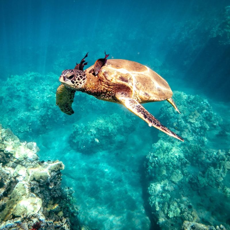 Hawaiian green sea turtle (honu) with cleaning fish swimming over a coral reef in Maui