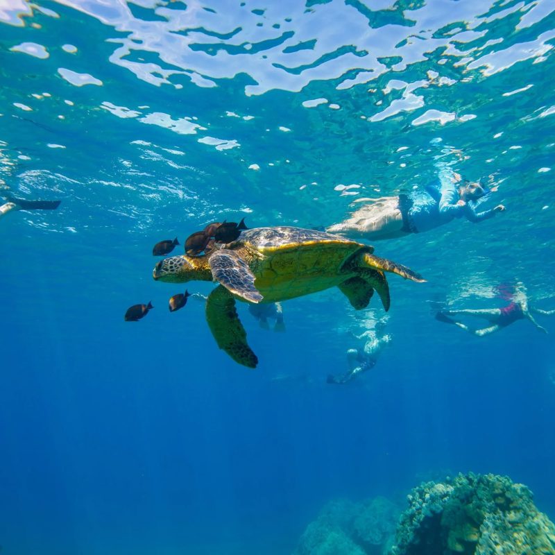 Hawaiian green sea turtle (honu) with cleaning fish, surrounded by snorkelers in clear blue Maui water